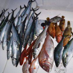 BlueNote Fishing Taxi 釣果