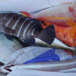 遊漁船 新鋭丸 釣果