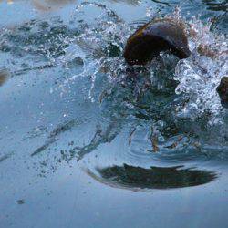 小菅トラウトガーデン 釣果