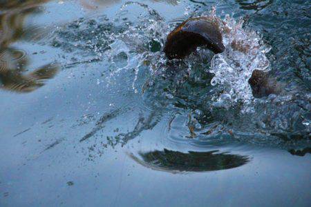 小菅トラウトガーデン 釣果