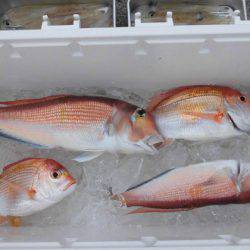 大進丸(新潟) 釣果