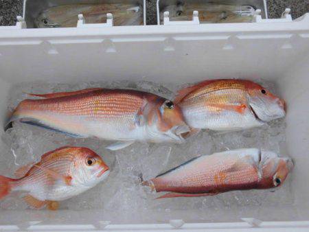 大進丸(新潟) 釣果