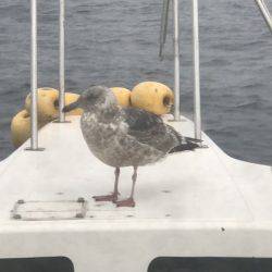 BlueOcean(ブルーオーシャン) 釣果