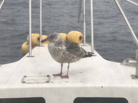 BlueOcean(ブルーオーシャン) 釣果