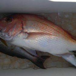 遊漁船 新鋭丸 釣果