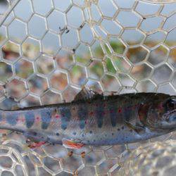 小菅トラウトガーデン 釣果