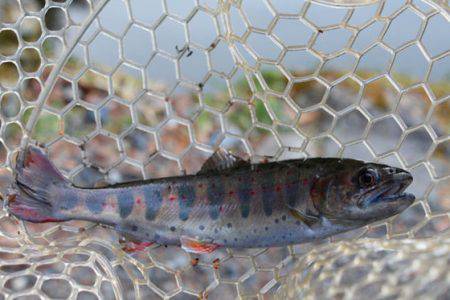 小菅トラウトガーデン 釣果