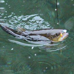 小菅トラウトガーデン 釣果