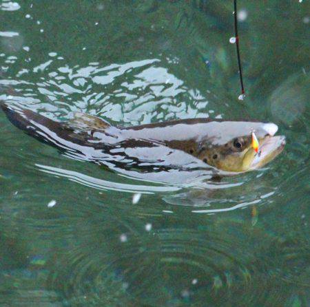 小菅トラウトガーデン 釣果