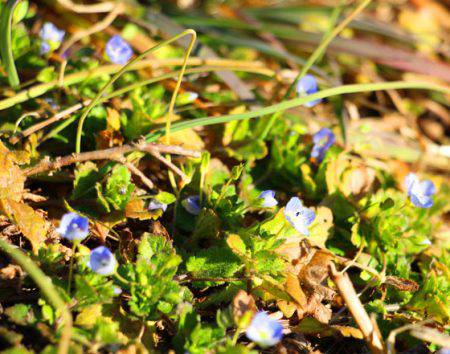 小菅トラウトガーデン 釣果