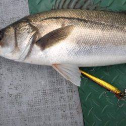 シーモンキー 釣果