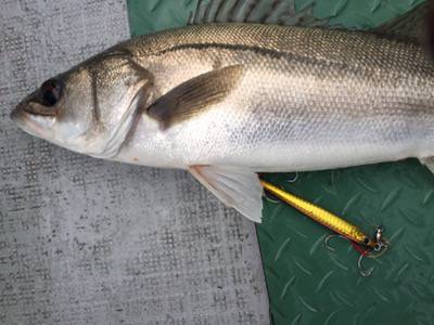 シーモンキー 釣果