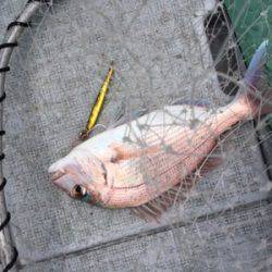 シーモンキー 釣果