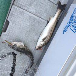シーモンキー 釣果