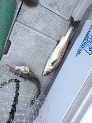 シーモンキー 釣果