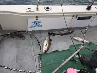 シーモンキー 釣果