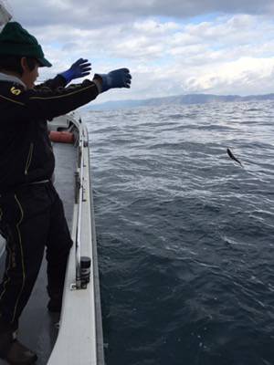シーモンキー 釣果