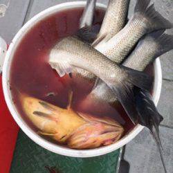 シーモンキー 釣果