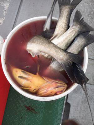 シーモンキー 釣果