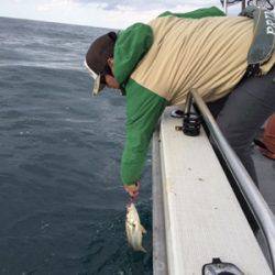 シーモンキー 釣果