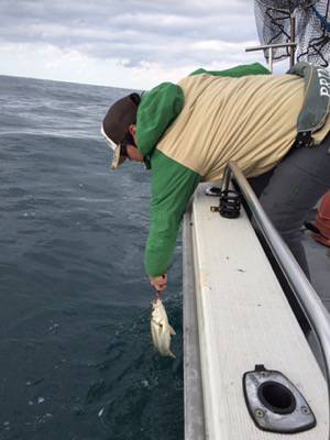 シーモンキー 釣果