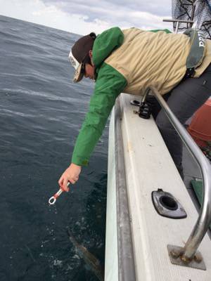 シーモンキー 釣果