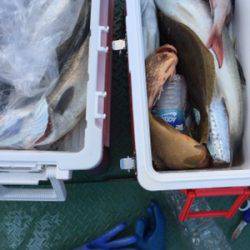 シーモンキー 釣果