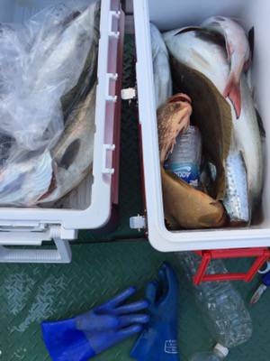 シーモンキー 釣果