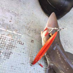 シーモンキー 釣果