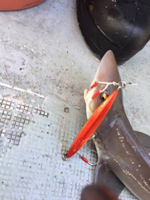 シーモンキー 釣果