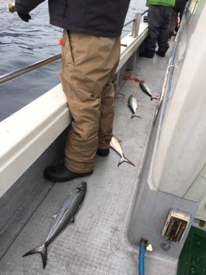 シーモンキー 釣果