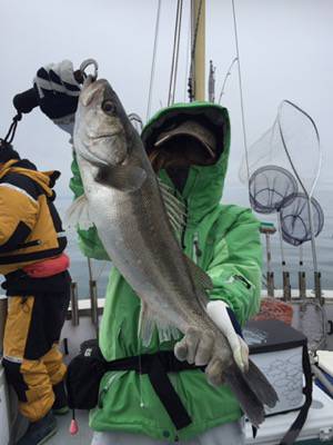 シーモンキー 釣果
