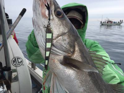 シーモンキー 釣果