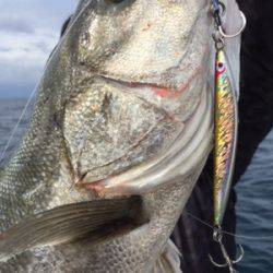 シーモンキー 釣果