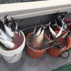 シーモンキー 釣果