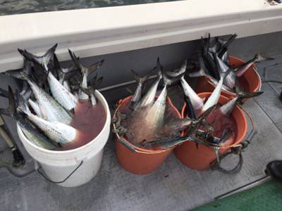 シーモンキー 釣果