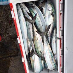 シーモンキー 釣果