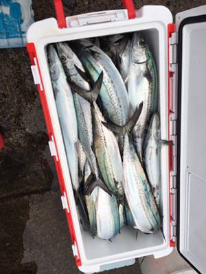 シーモンキー 釣果