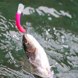 小菅トラウトガーデン 釣果