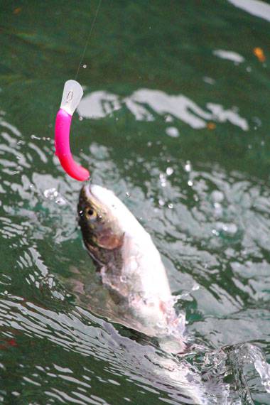 小菅トラウトガーデン 釣果