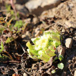 小菅トラウトガーデン 釣果