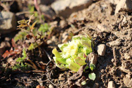 小菅トラウトガーデン 釣果