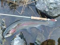 秩父フライフィールド 釣果