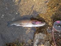 秩父フライフィールド 釣果