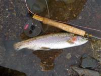 秩父フライフィールド 釣果