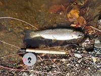 秩父フライフィールド 釣果