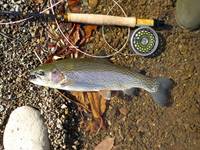 秩父フライフィールド 釣果