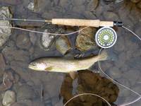 秩父フライフィールド 釣果