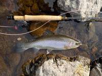 秩父フライフィールド 釣果