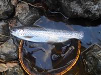 秩父フライフィールド 釣果